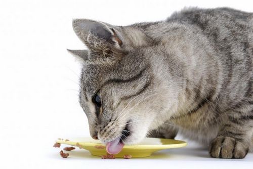 Что нужно знать о корме для кошек после стерилизации