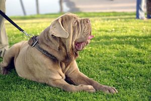 Неаполитанские мастифы и алабаи: особенности содержания крупных собак